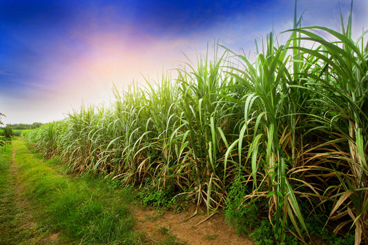 Restoring Soil, One Farm at a Time, with Wholesome™ Regenerative Organic Certified® Sugars